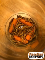 Giant Mealworms 50 – 1000 counts FREE SHIPPING