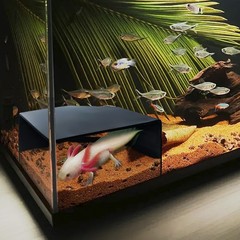 Aquarium Corner Cave Hide Axolotl Cichlid Cave Fish Tank Accessories, Corner …