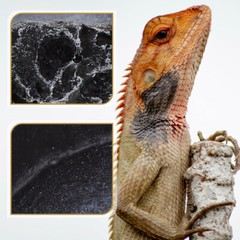 Reptile Bowl Wear-resistant Water Dish Decorative Water Bowl Reptile Accessory