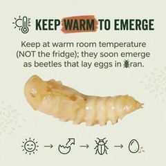 TC INSECTS Mealworm Pupae Live Feeders for Reptiles Birds & Amphibians
