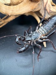 Texas Giant Vinegaroon (Mastigoproctus giganteus) – 2-3 in