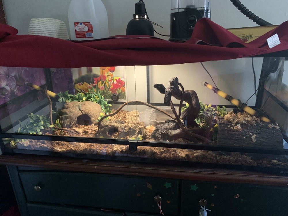 REPTIZOO 67 Gallon tank 48″x18″x18″ Good condition SNAKE INCLUDED