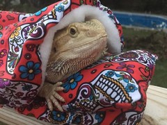 SPANISH SKULL PRINT LRG RESTING BED COVER ONLY /NO FRAME BED 4 BEARDED DRAGONS