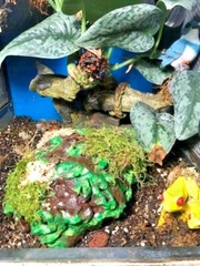 Arboreal Attitudes Weighted Ground Hides For Terrariums And Cages For Reptiles