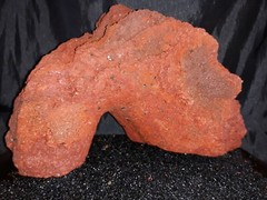 Reptile snake lizard fish aquarium Rock cave