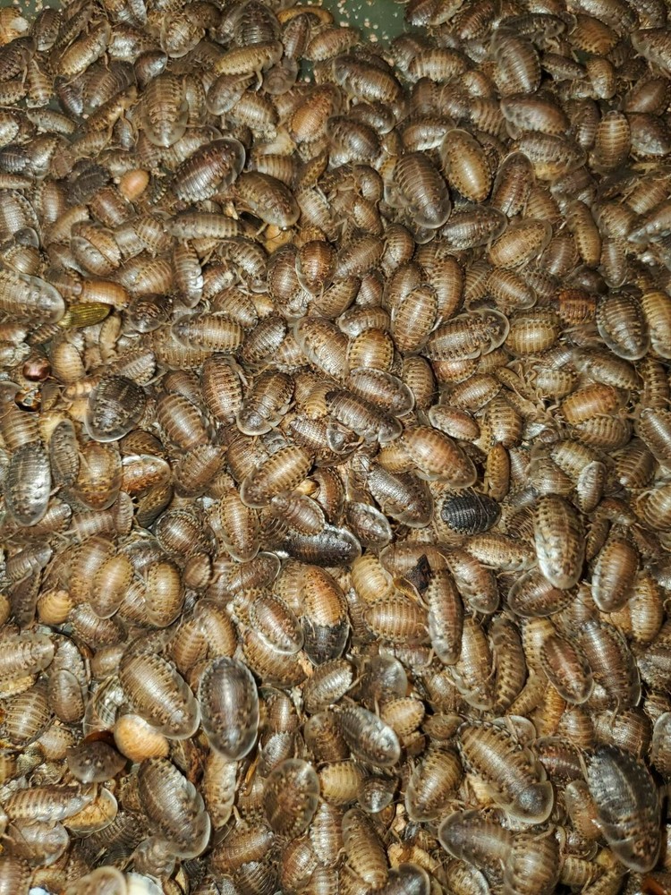 Medium Dubia Roaches – Live Feeder Insects