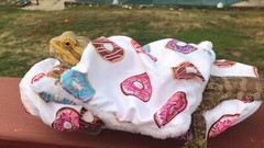 DONUTS 🍩 PRINTS LRG ATTACHABLE RESTING BED SET COVER 4 BEARDED DRAGONS