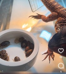 Large dubia roaches