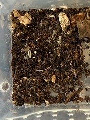 +25 Dwarf White Isopods