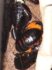 Flat Horn Hissers (Aeluropoda insignis) 10+ Nymphs