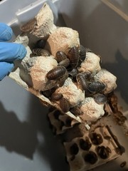50 Large Dubia Roaches