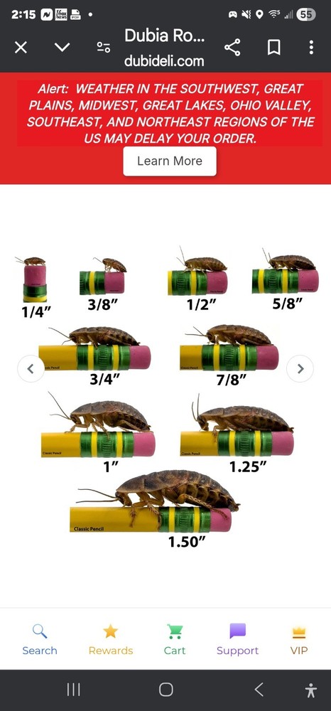 Dubia Roaches Feeder Insects Various Sizes for Reptile Feeding