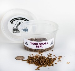 SMALL Black Soldier Fly Larvae (Feeding-Grade)