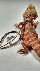 Adjustable Reptile Lizard Harness and Leash-Large