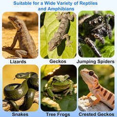 Strong Magnetic Reptile Ledge Acrylic Gecko Feeding Ledge Reptile Food Water Fee