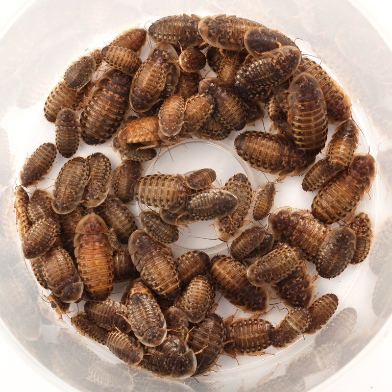 Dubia Roaches 100 Medium 1/2-3/4 in. Hand Count All Orders Plus 15%Over Count.