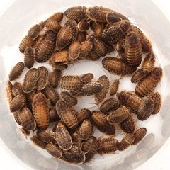 Dubia Roaches 100 Medium 1/2-3/4 in. Hand Count All Orders Plus 15%Over Count.