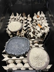 Dubia Roaches Multiple Sizes Free Shipping On All Orders