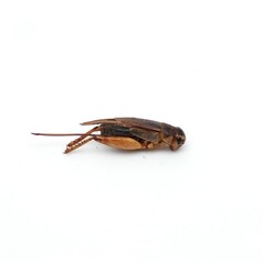 1 lb Dried Crickets Natural Insect Food for Reptiles Birds Chicken Fish Hamsters
