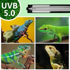 T5 UVB Lighting Combo Kit for Reptiles,8W Light Fixture with Desert 5.0 T5 UV…