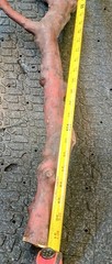 Pacific Madrone Arbutus Teranium Branch Reptile Bird Habitat