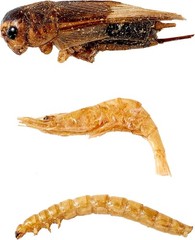 2LBS Mighty Crunch Mix Aquatic Turtle Food Dried Mealworm River Shrimp Crickets