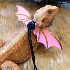 Bearded Dragon Leash Harness, 3 Size Pack Pink Leather Wing Lizard Harness