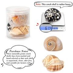 2.33.1 Inch Boutique Medium Large Natural Hermit Crab Turbo Shells Opening