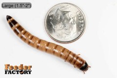 Large 1.5″-2″ Superworms – Reptile/Amphibian/Bird/Exotic Feeder Insects