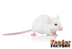 Frozen Feeder Mice – SAVE ON SHIPPING WITH MULTIPLE PACKS! – 7 different sizes