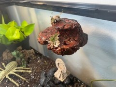 Magnetic Rock Ledges For Terrariums And Cages (Limited Edition) Small LAVA