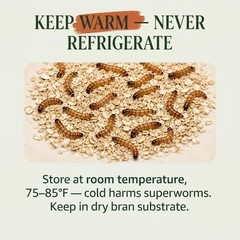Small Superworms 1/2-1 inch Live Feeder Insects | FREE SHIPPING & Live Arrival