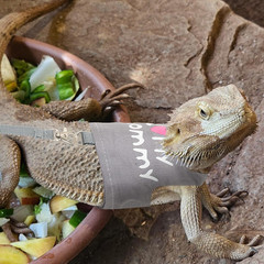 Bearded Dragon Harness and Leash Set – Cute Lizard Reptile Small Animal Adjustab