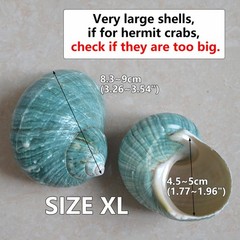 2pcs Hermit Crab Shells XL Size Opening 1.73″ Natural Sea Conch Turbo Seashel