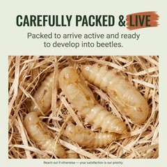TC INSECTS Mealworm Pupae Live Feeders for Reptiles Birds & Amphibians