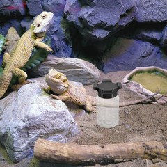Spider Ant Water Feeder Reptile Food Bowl Jumping Dish Chameleon