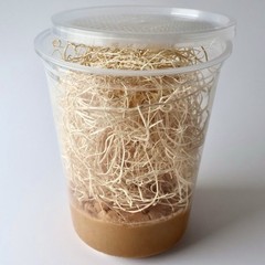 Black Melanogaster Flightless Fruit Flies – 32oz Master Culture Live Feeder