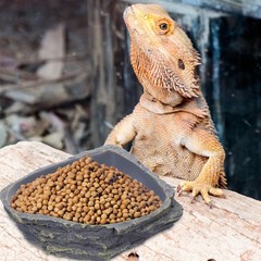 Reptile Feeding Bowl Gecko Water Terrarium Leopard Tank Food Dishes