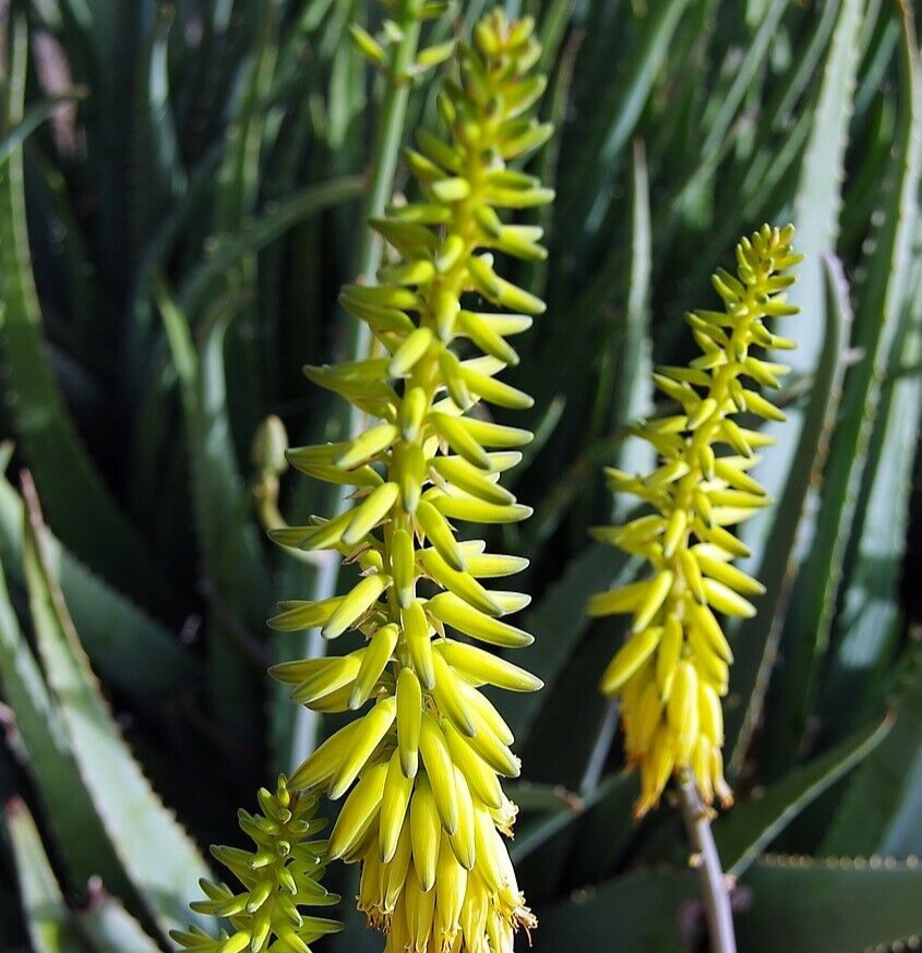 8″ Aloe Vera Barbadensis Miller Cactus Live Plant Edible Ayurvedic Medicinal
