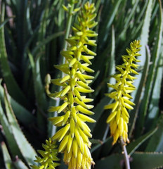 8″ Aloe Vera Barbadensis Miller Cactus Live Plant Edible Ayurvedic Medicinal