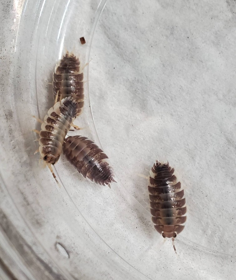 20ct Porcellio Laevis Milk Back Isopods