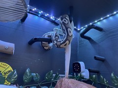 Snake Enrichment Climbing 6X Hoops +12X Pegs toys for snake royal python Bundle