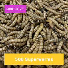 500 Large Superworms – Free Shipping, Live Arrival Guarantee – Best on eBay!