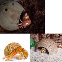15 PCS Hermit Crab Growth Seashells 7 Types Natural Shells for Fish Tank
