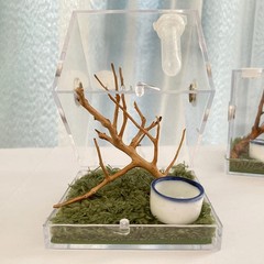 JOBEDE Jumping Spider Enclosure, Habitat with Dropper Clear