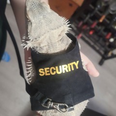 Bearded Dragon Harness Security Leopard Gecko Small Animal Leashes & Harnesses