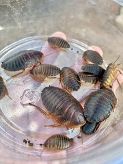 15ct Cuban Horseshoe Crab Roach (H. roseni)- Rare Cockroach Collector Species