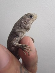Live Pet Lizard Gray – Juvenile Small Baby critically endangered captive bread