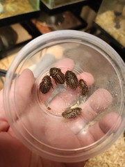 12 Count Peppered Roach Large Pet Feeder Roaches Fast 2 Day Ship Small Nymphs