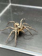 Carolina Wolf Spider (Hogna carolinensis) – 1/2-1.5 in